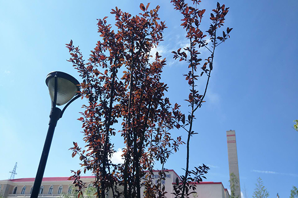 1593332130869203.jpg 1.jpg